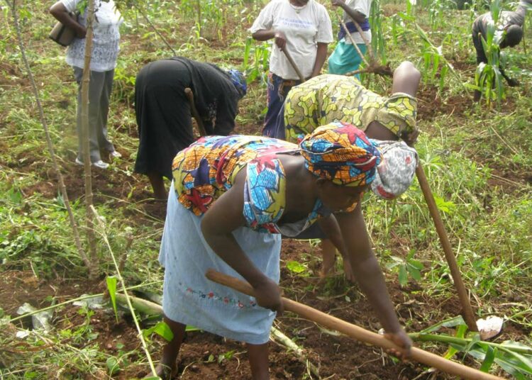 Nigeria Loses 50% Of Agricultural Produce Post-Harvest – FAO farmers